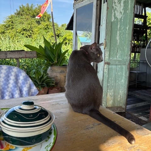 cat
